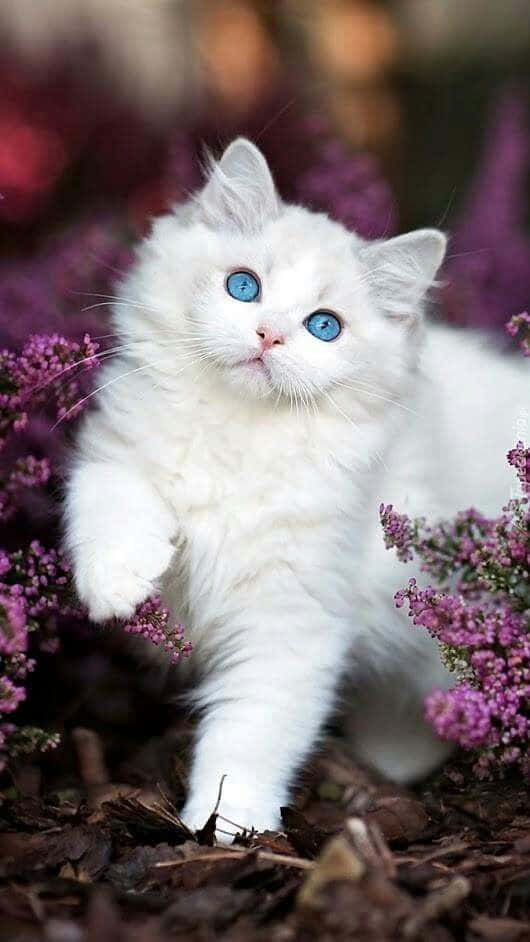 White Plumpy Cat Picture