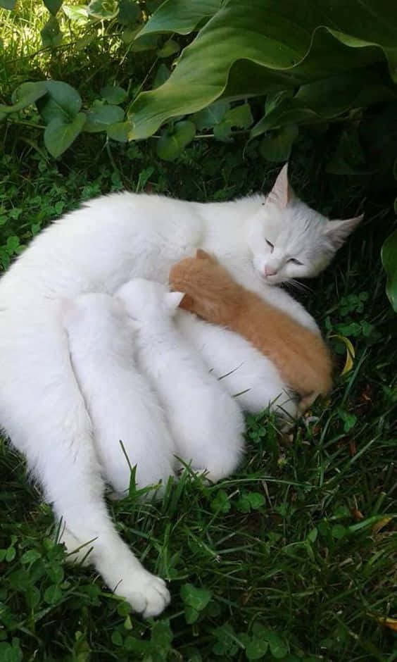 White Mommy Cat Feeding Babies Picture
