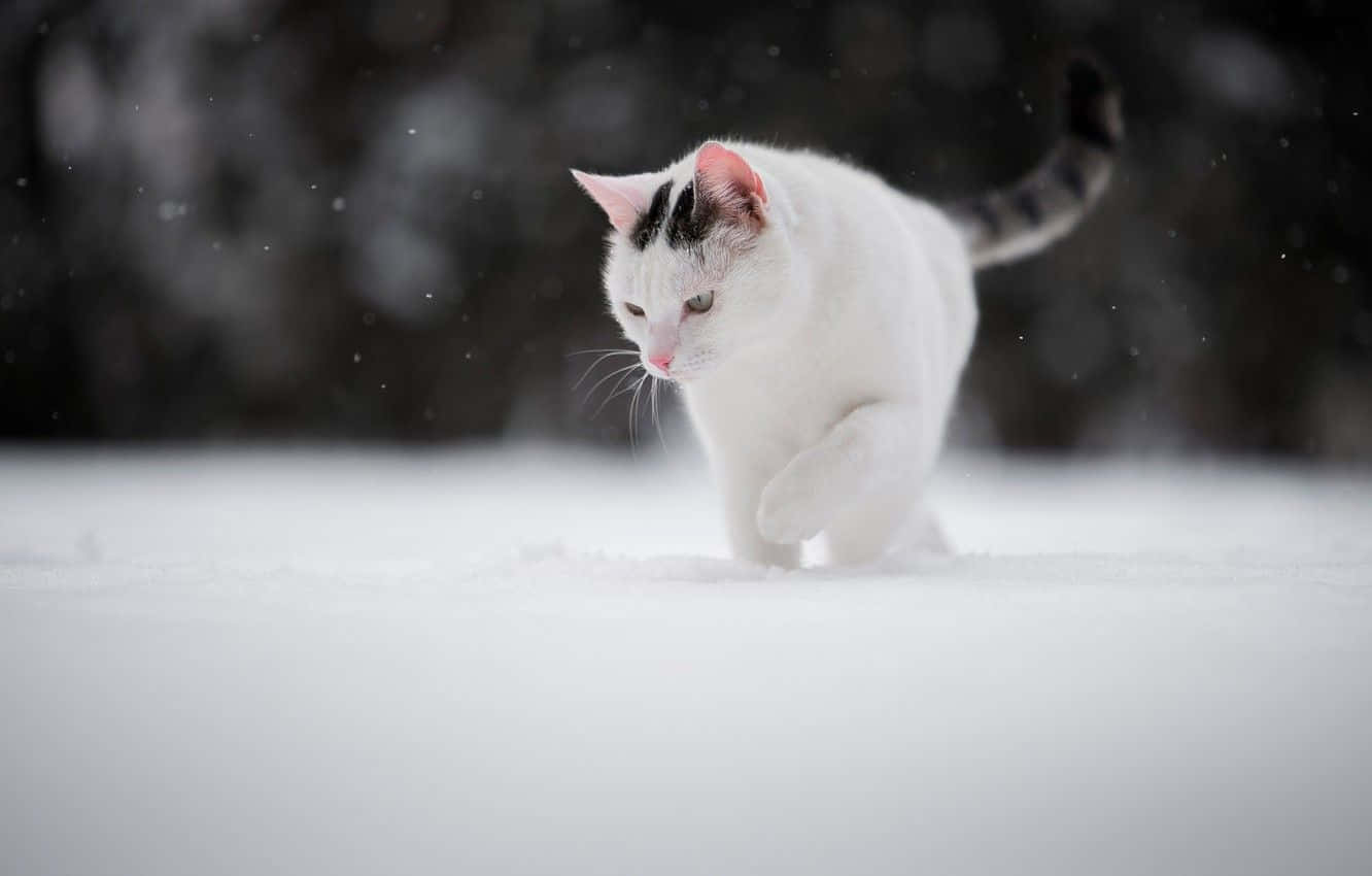 White Cat Walking In Snow Ground Picture