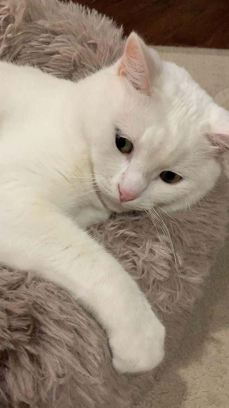 White Cat Hugging Furry Blanket Picture