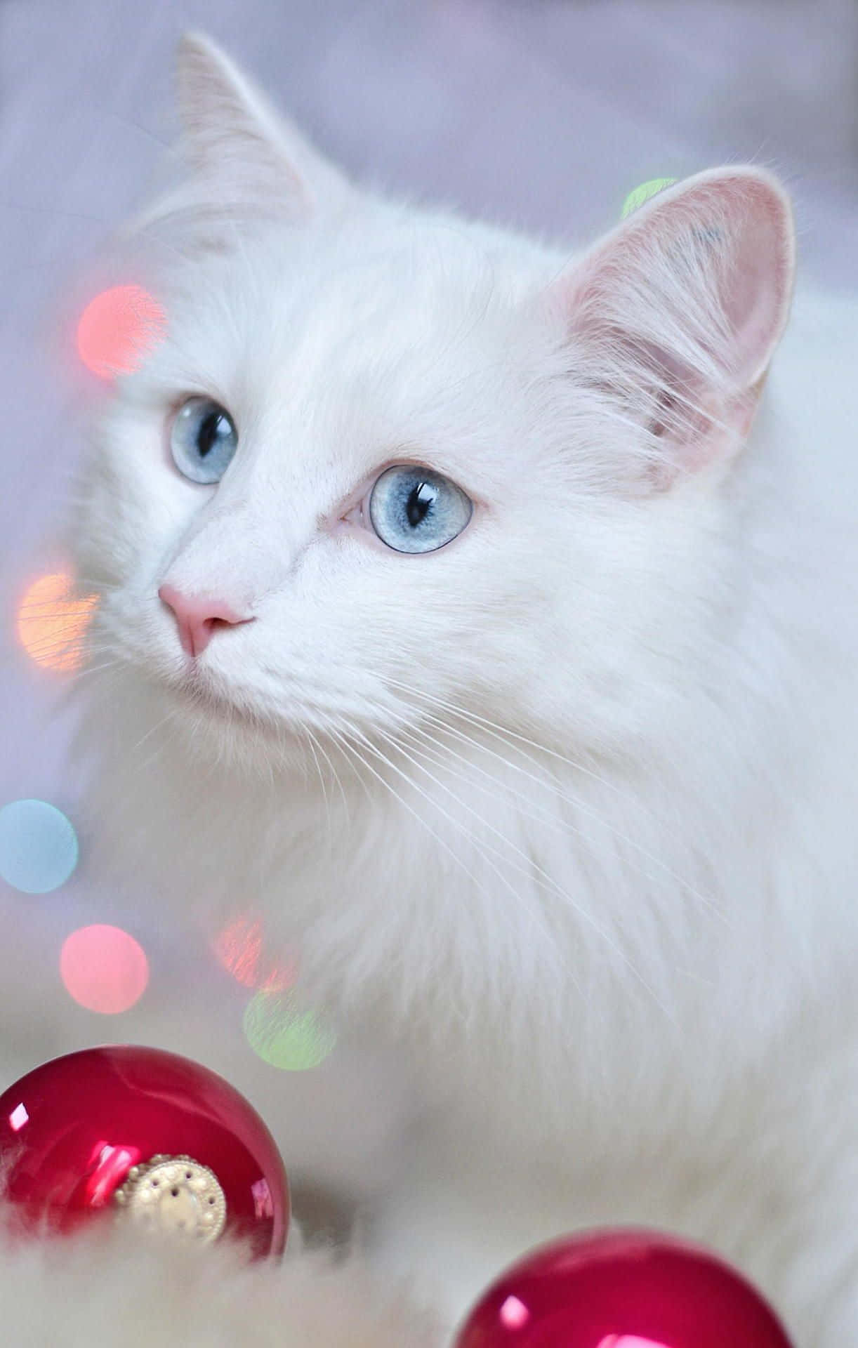 Immaginedi Un Gatto Bianco A Fuoco Selettivo