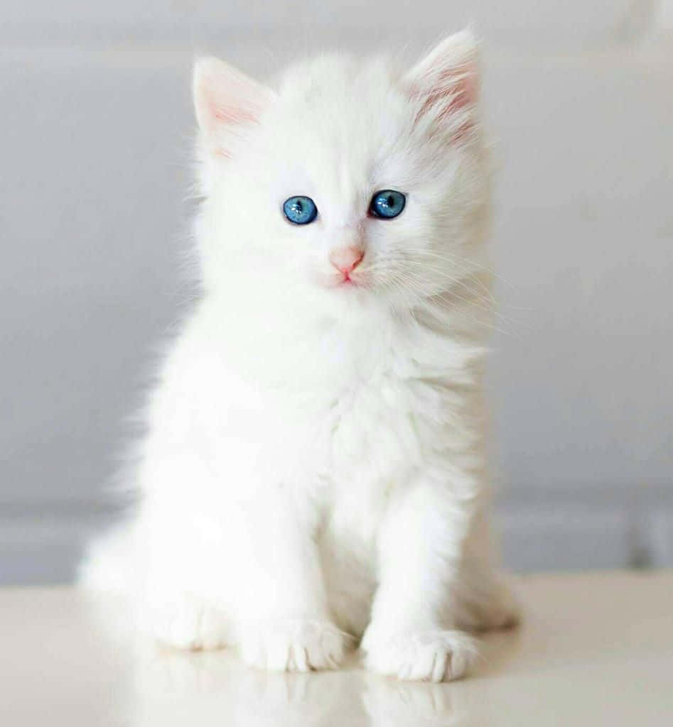 White Baby Cat Sitting Picture