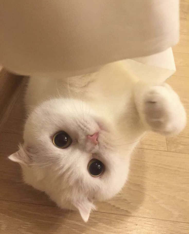 White Cat Upside Down Picture