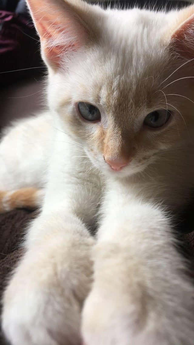 Imagende Un Gato Blanco Tomándose Una Selfie