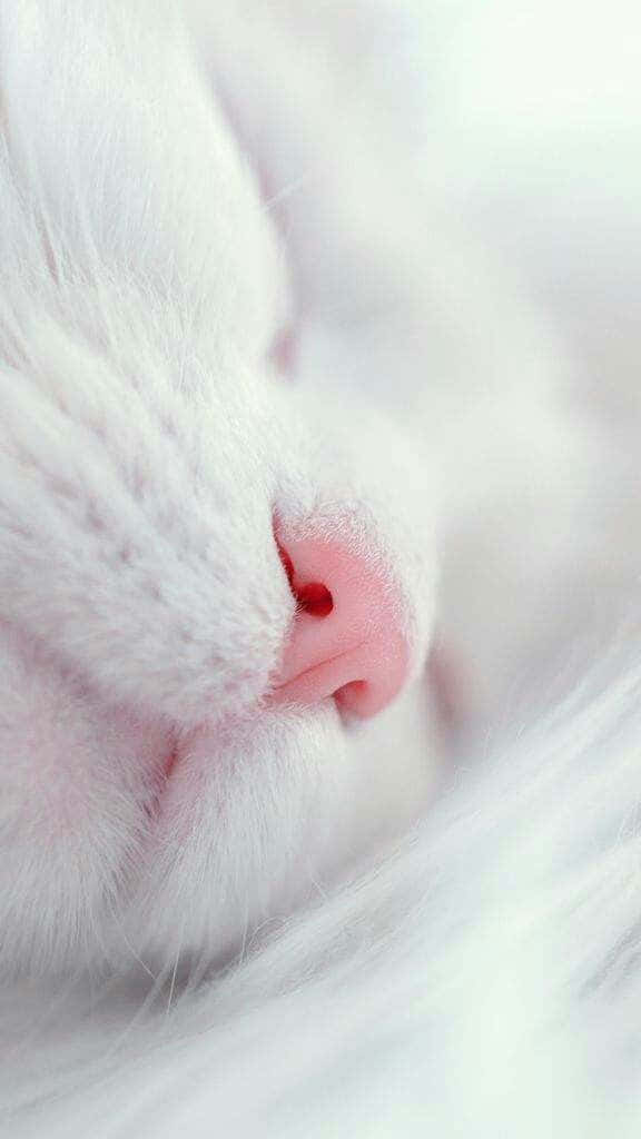 White Cat Extreme Close-Up Picture