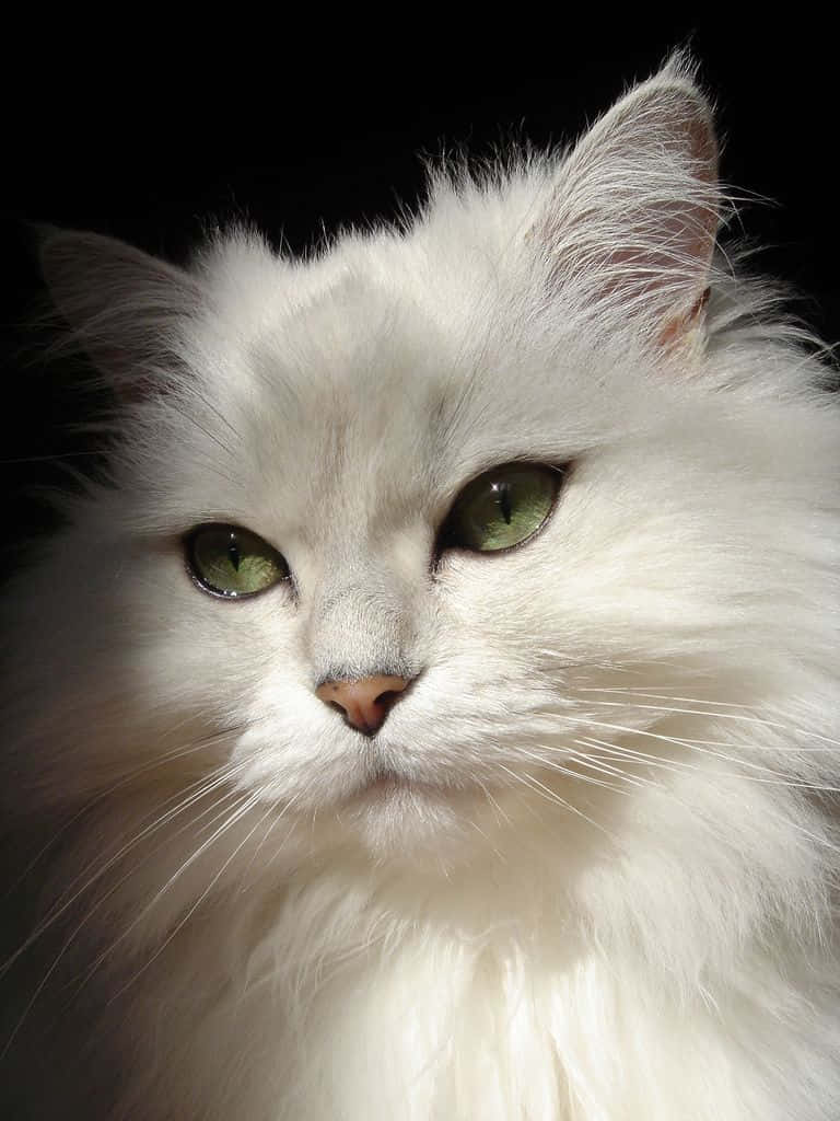 White Cat Headshot Picture