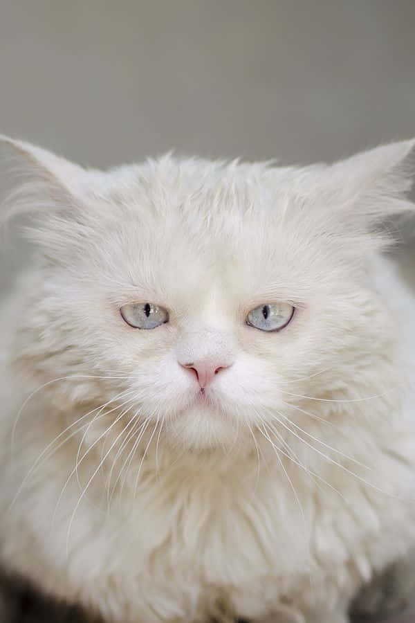 Elegant White Cat in High Definition