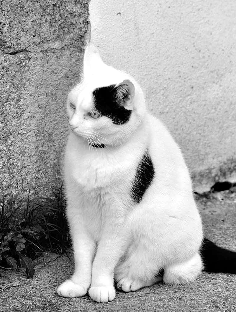 White Cat Greyscale Picture