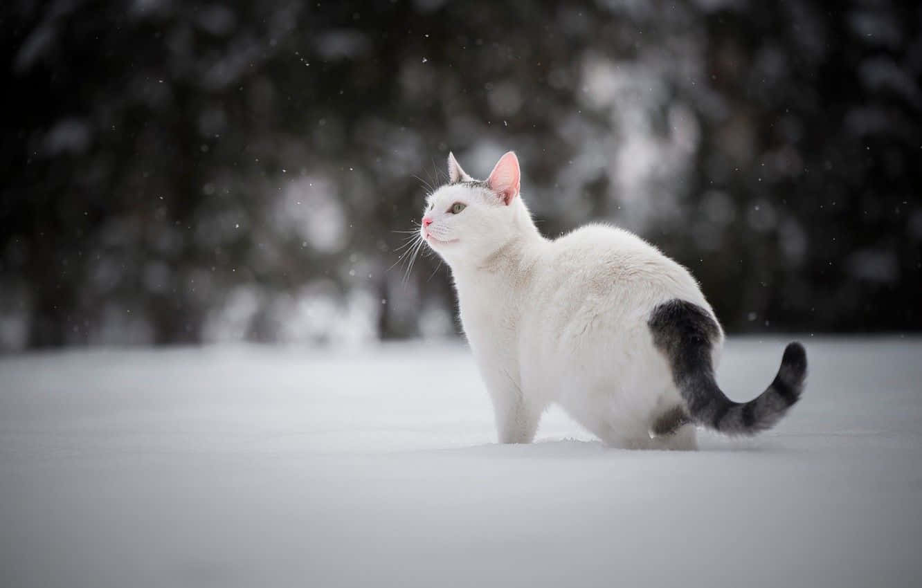 White Cat Exploring Snowy Field Picture