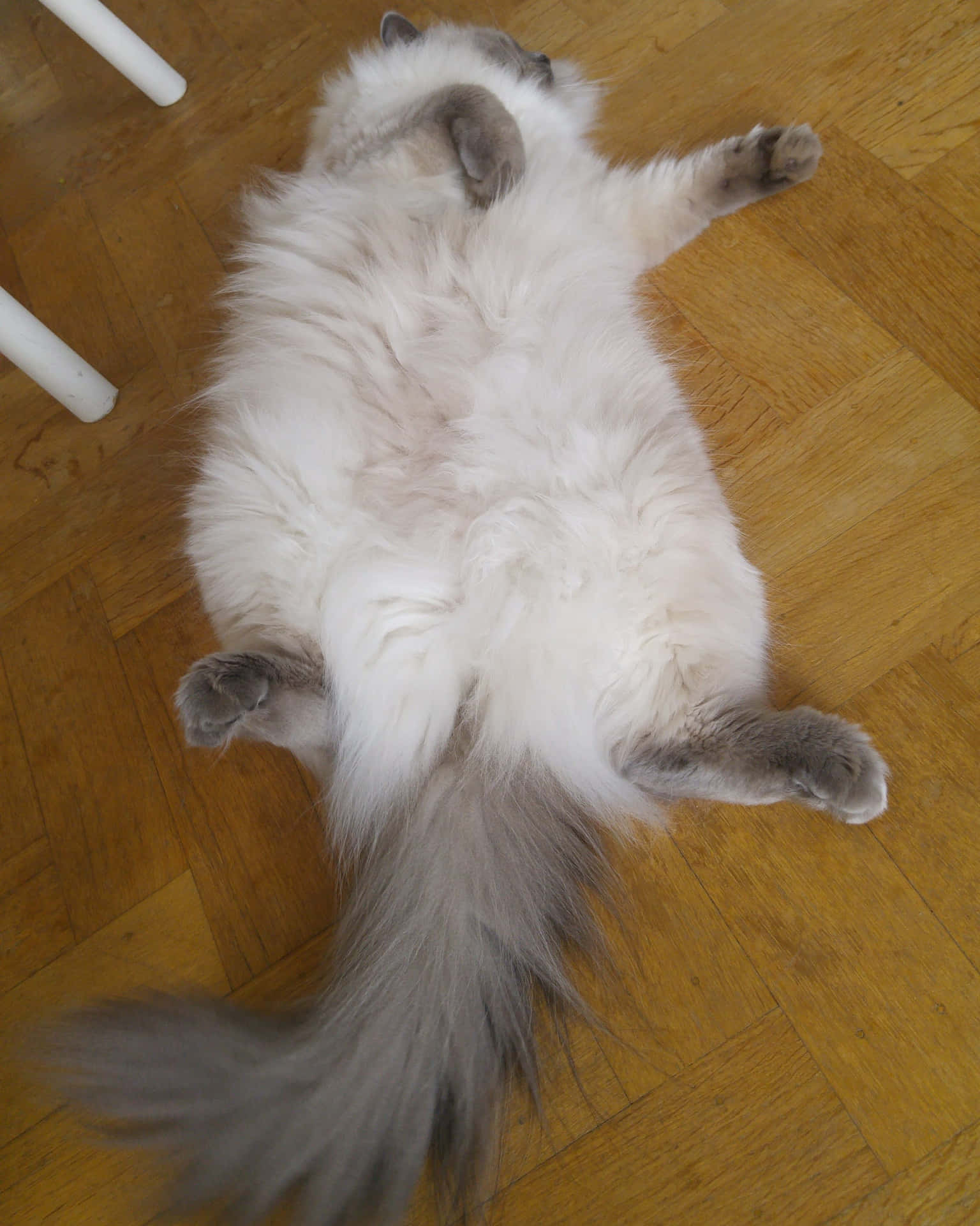 White Fluffy Cat Lying On The Floor Picture