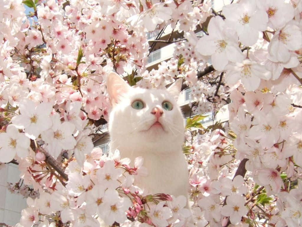 White Cat Hiding On Cherry Blossom Picture