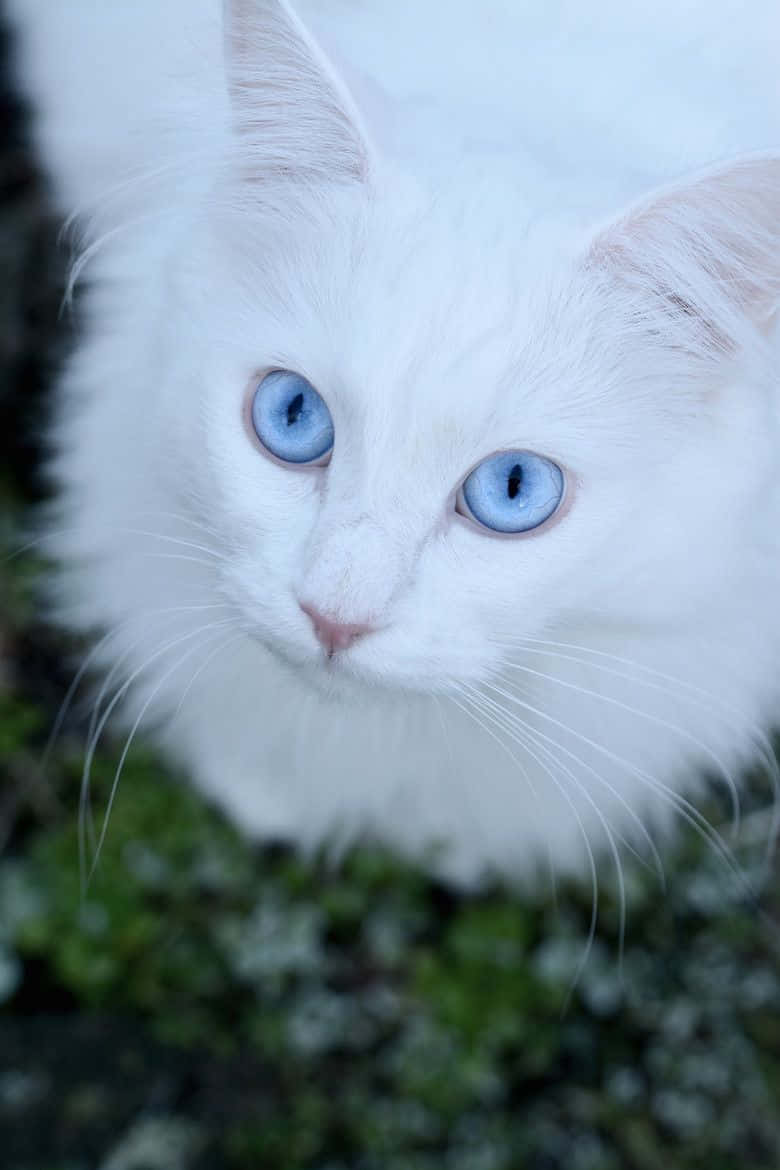 White Cat Gazing Up Picture
