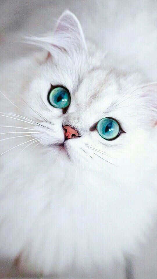 White Cat Sparkling Cyan Eyes Picture