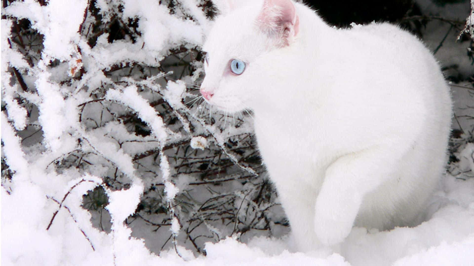 Imagende Un Gato Blanco Durante El Invierno.