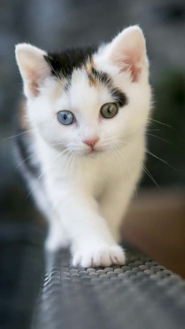 Immaginedi Un Gatto Bianco Con Occhi Dispari