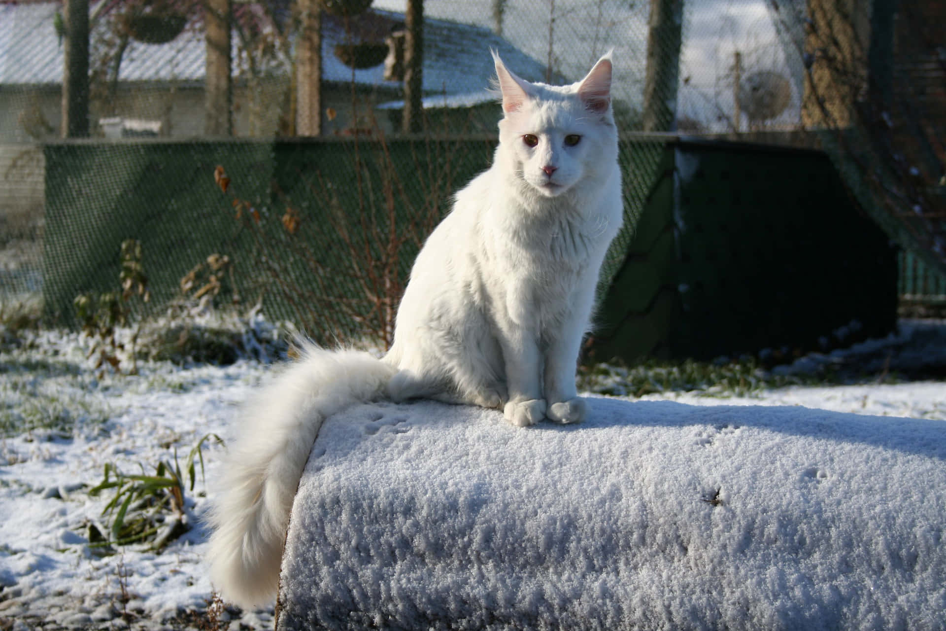 Immaginedi Un Gatto Bianco Con Una Coda Folta