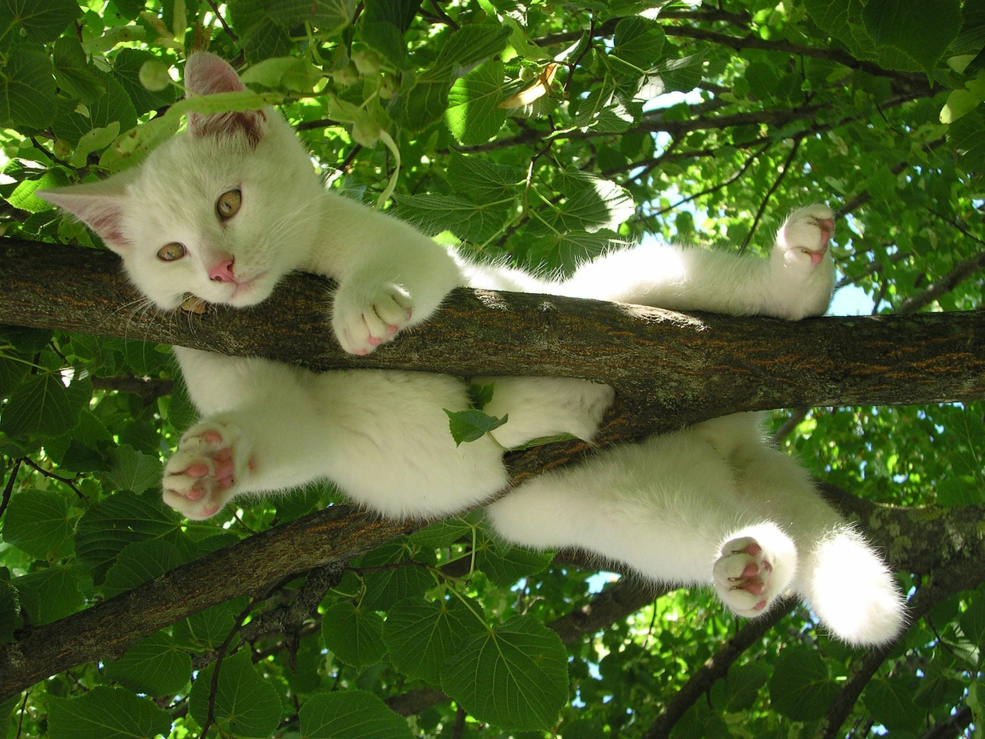 White Cat Relaxing On A Tree Wallpaper