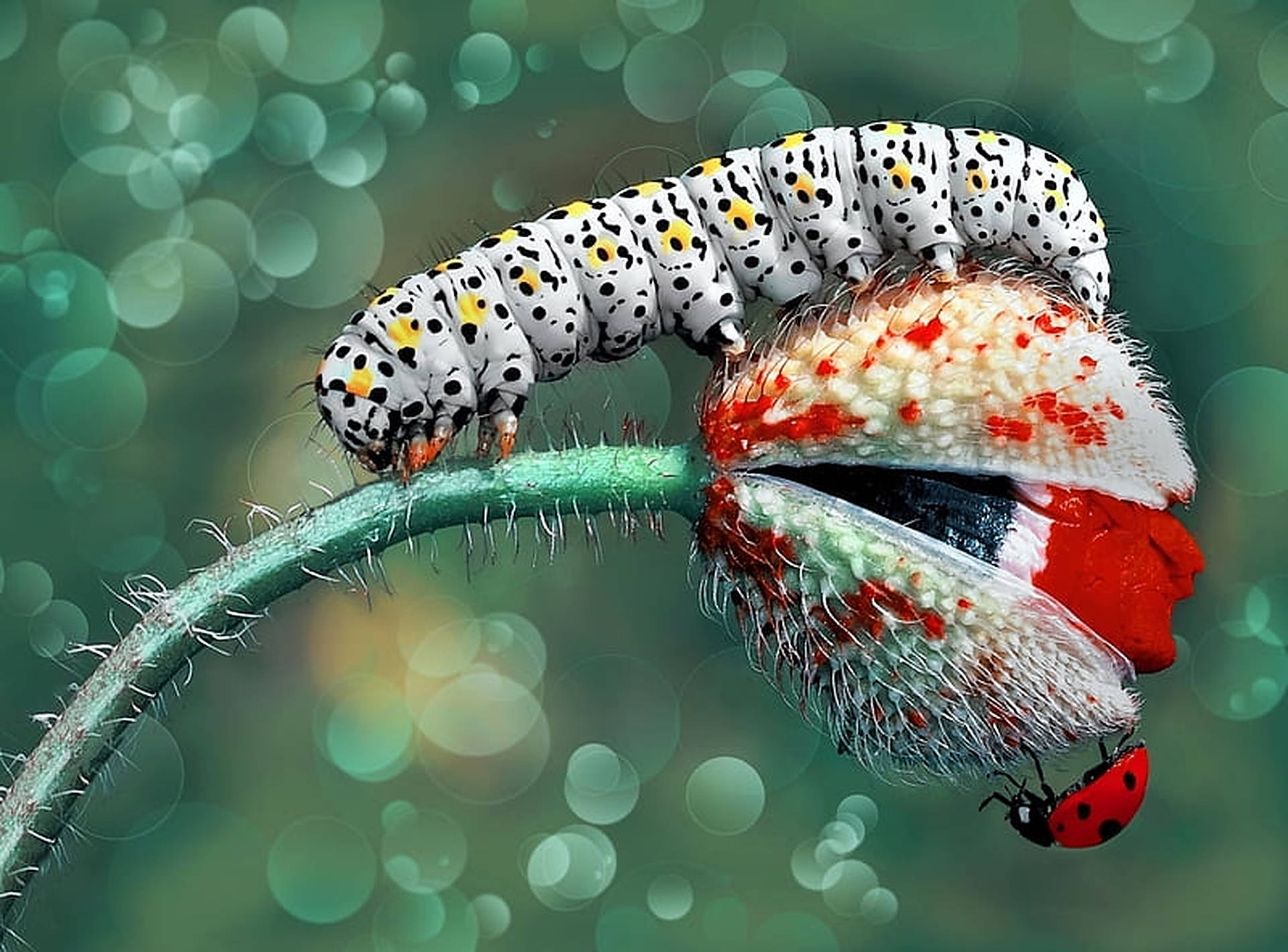 Hvid Caterpillar Insekt Fotografering Wallpaper Wallpaper