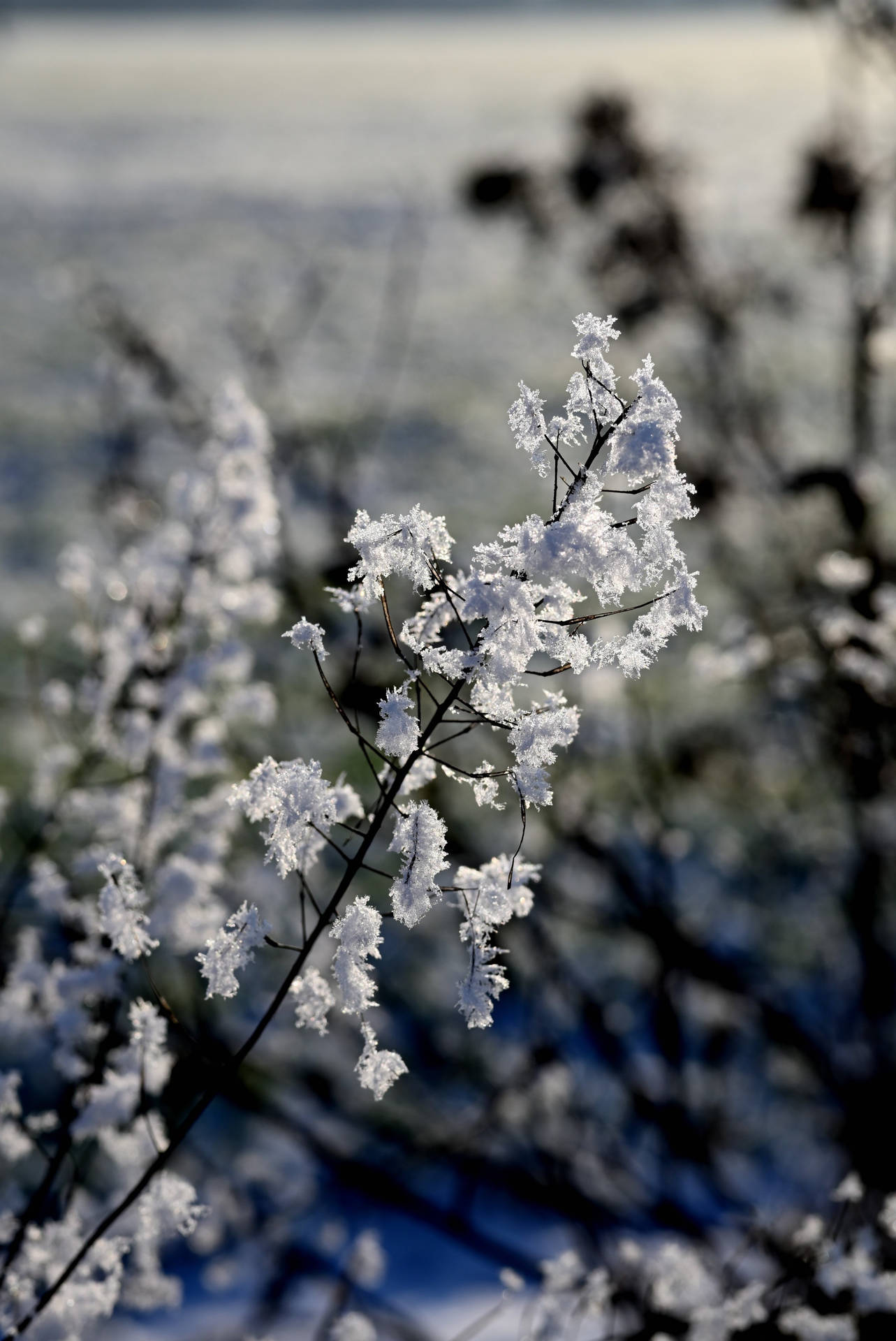 Weißekirschblütenblume Für Das Iphone Wallpaper