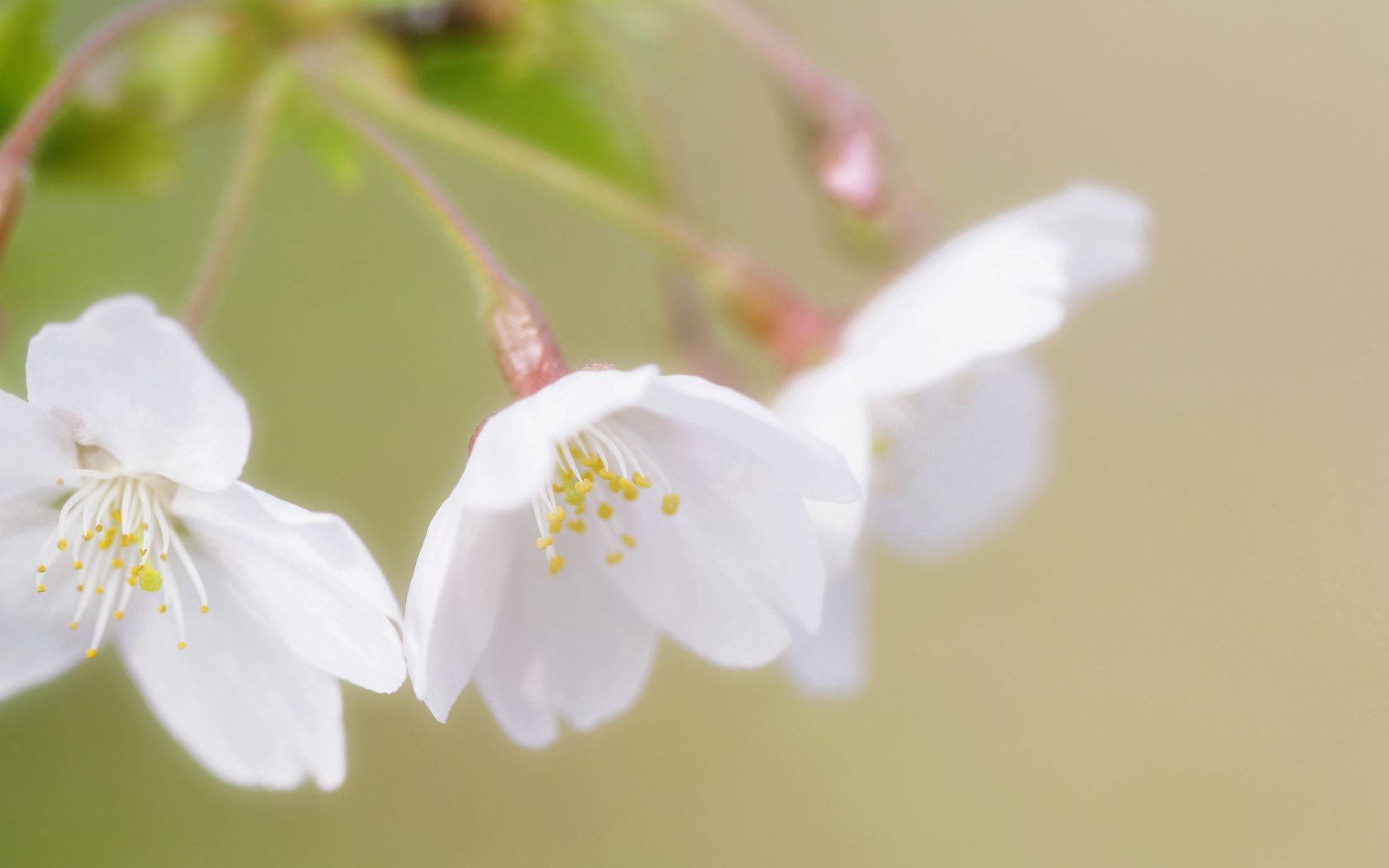 Weißekirschblütenblumen Wallpaper