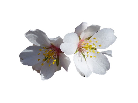 White Cherry Blossoms Black Background PNG