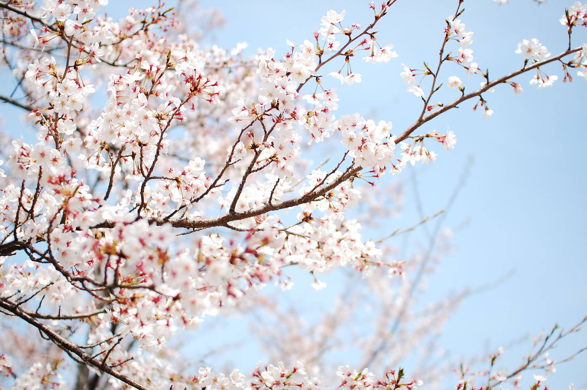 White Cherry Blossoms In Spring Wallpaper