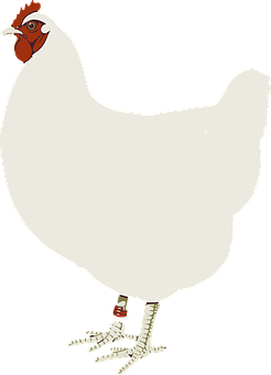 White Chicken Cartoon Illustration PNG