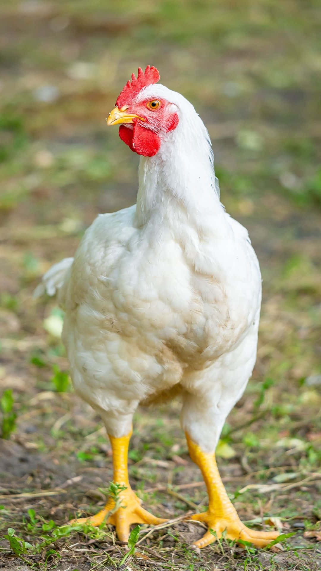 White Chicken Standing Outdoors Wallpaper