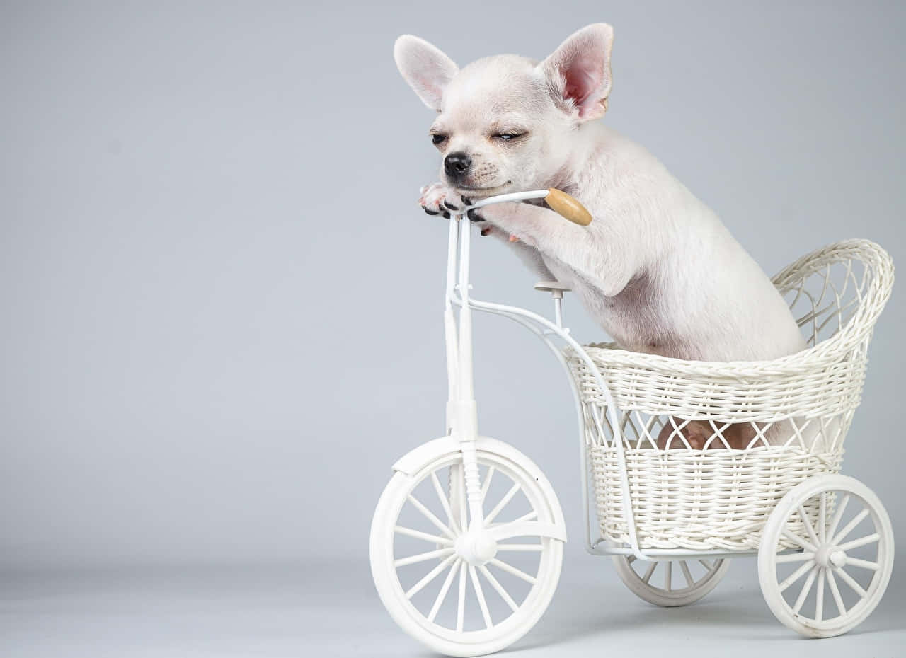 White Chihuahua Dog Bike Photoshoot Wallpaper