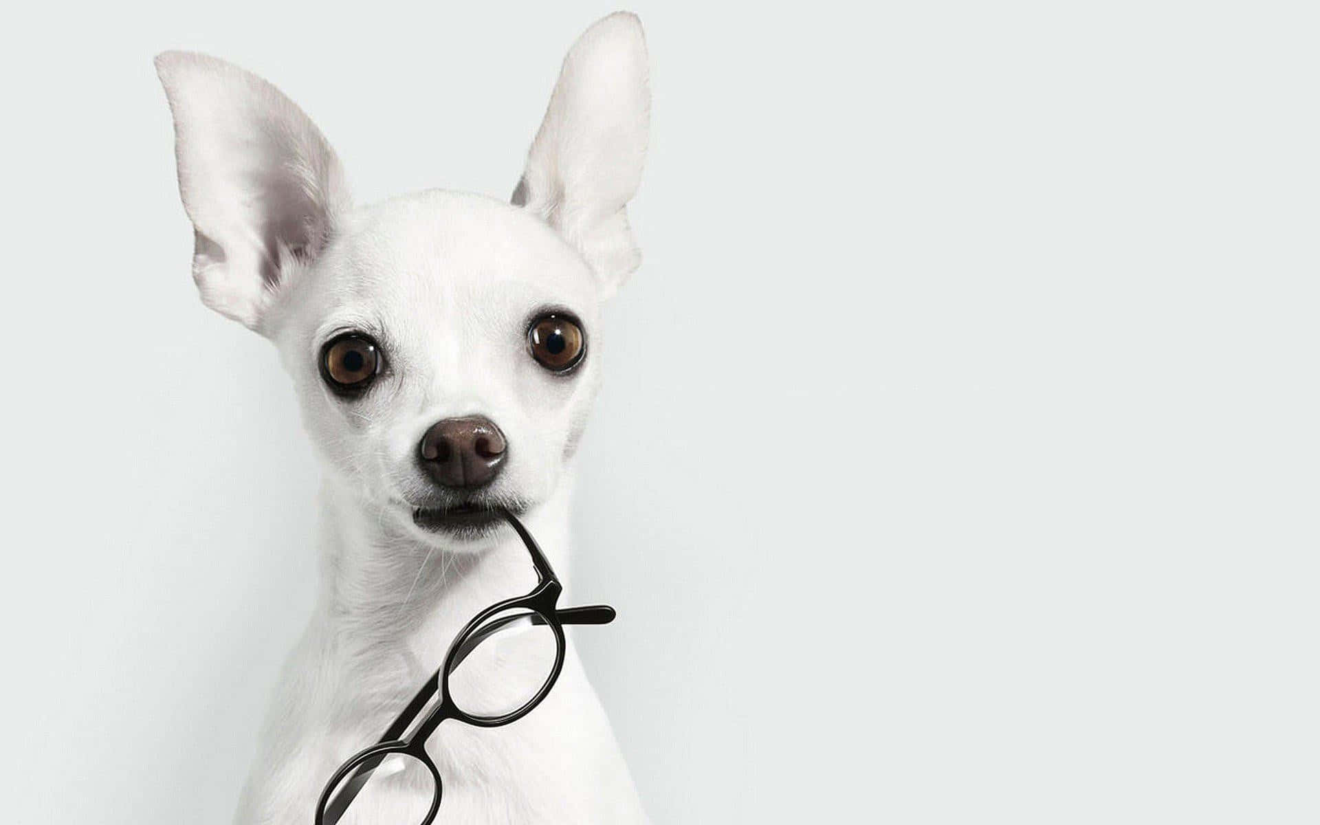 Adorable White Chihuahua playfully biting a pair of eyeglasses Wallpaper