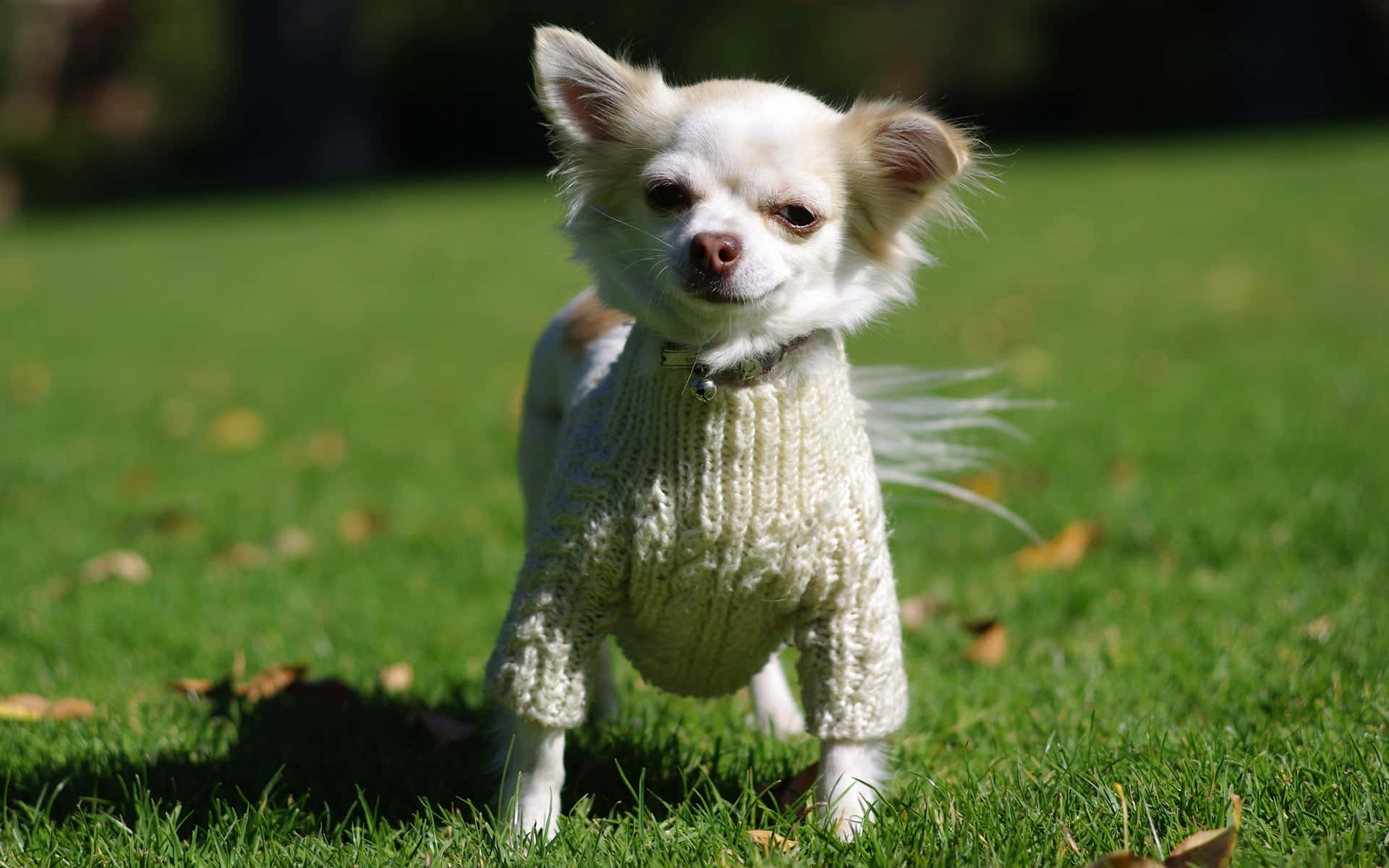 White Chihuahua Dog On Sweater Wallpaper