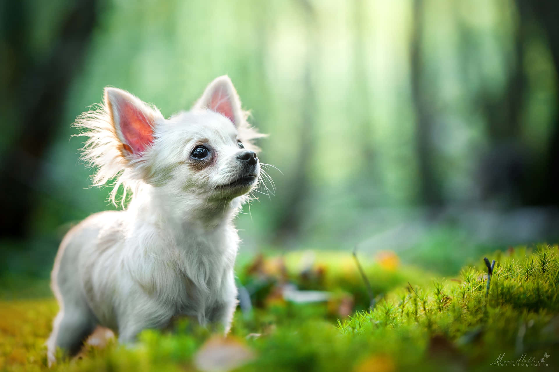 Hvid Chihuahua Hund Undrer Sig I En Skov Wallpaper