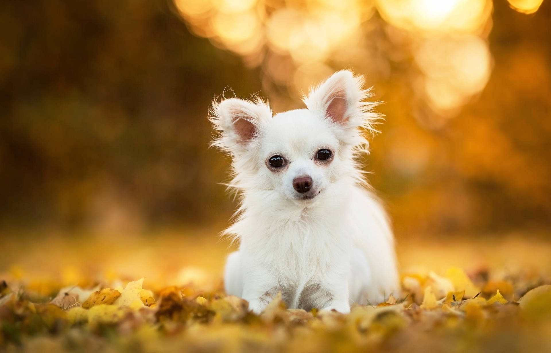 White Chihuahua Photography