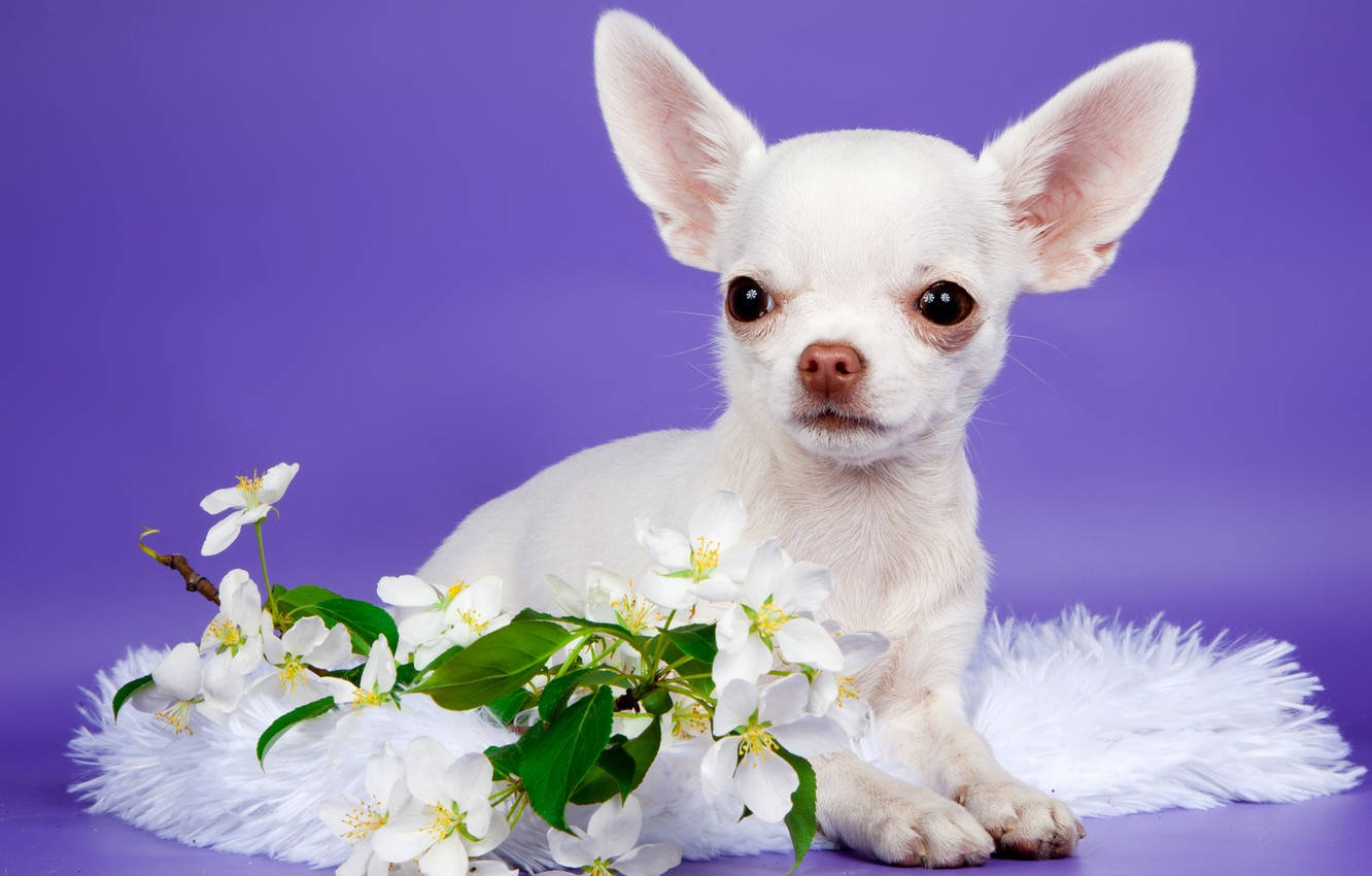 White Chihuahua Puppy Dog With Flower Background