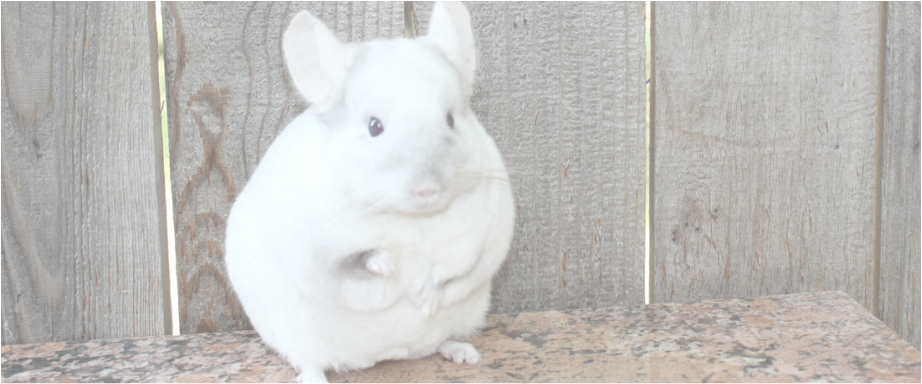 White Chinchilla Wooden Backdrop PNG