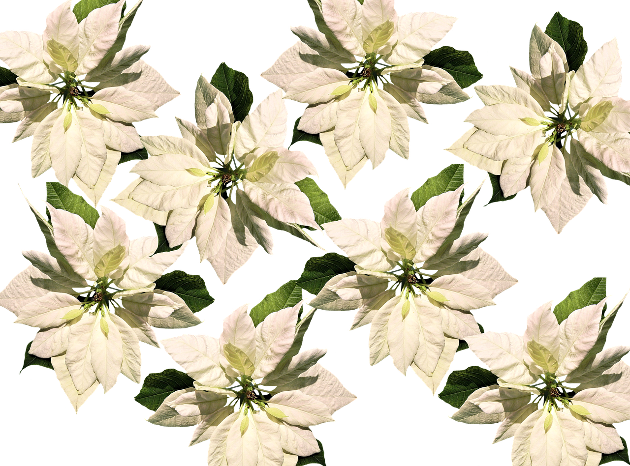 White Christmas Poinsettia Pattern PNG
