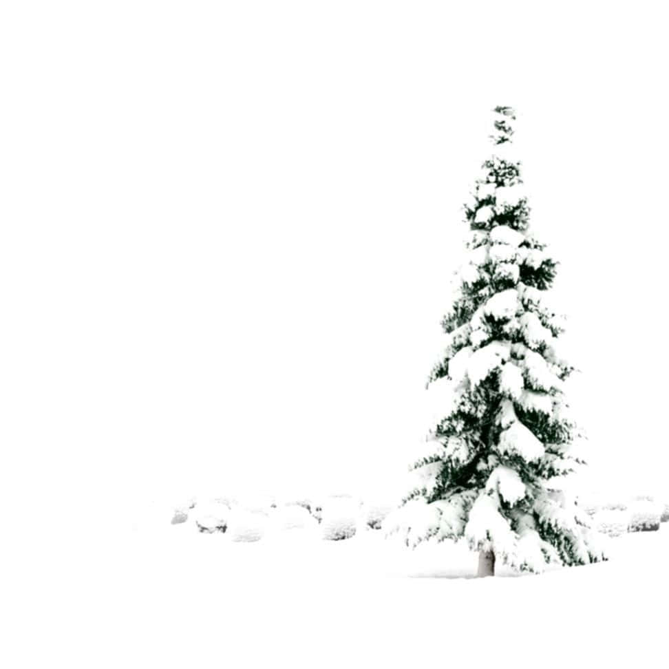 Snow White Christmas Green Tree Wallpaper