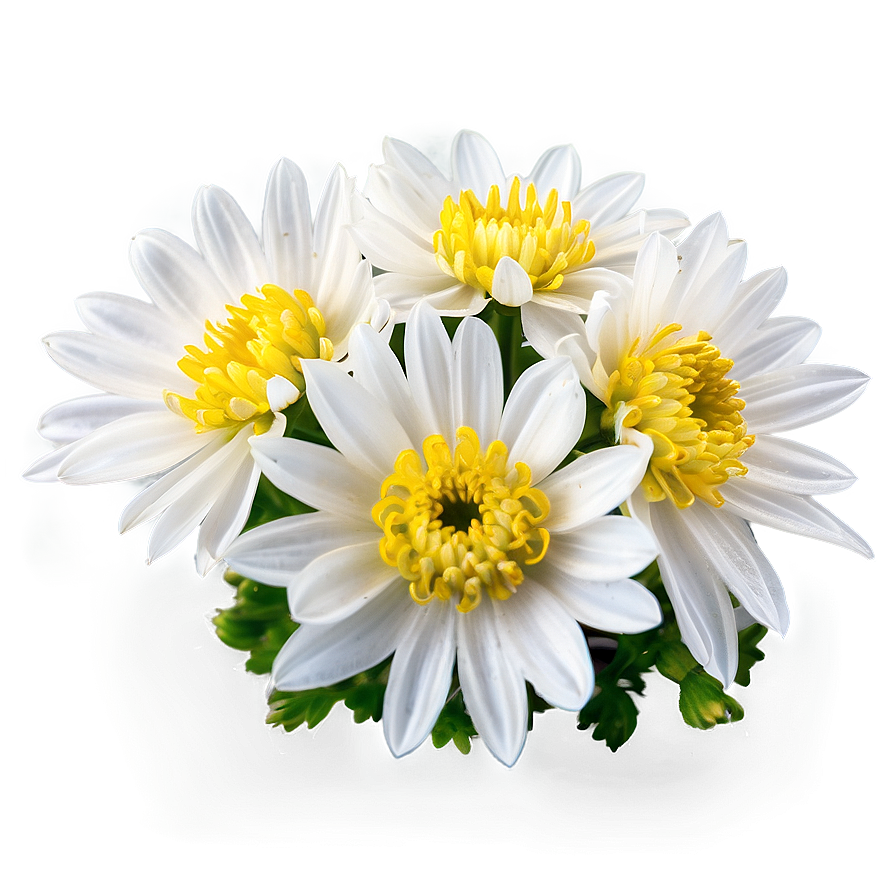 White Chrysanthemum Bloom Png 06112024 PNG