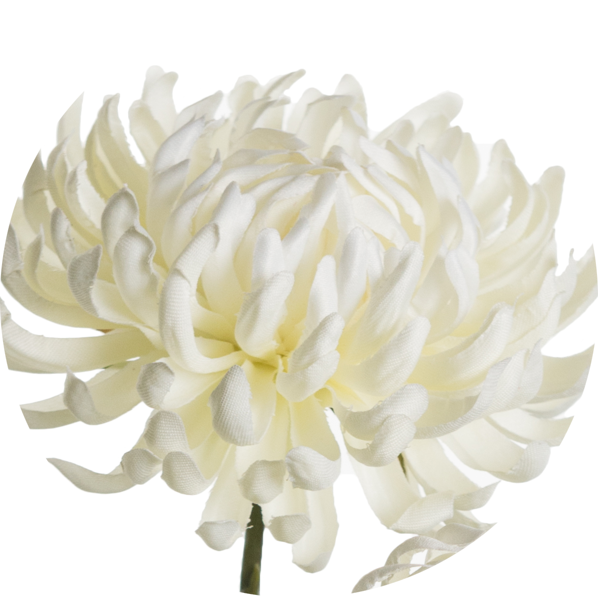White Chrysanthemum Flower Closeup PNG