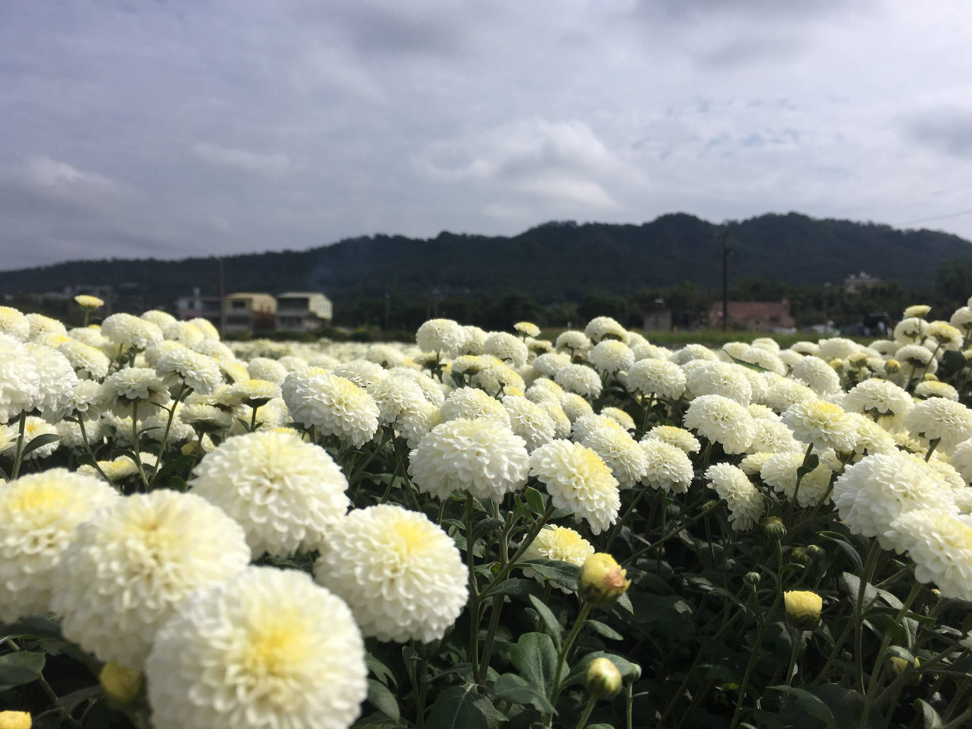 White Chrysanthemum Flower Field Wallpaper