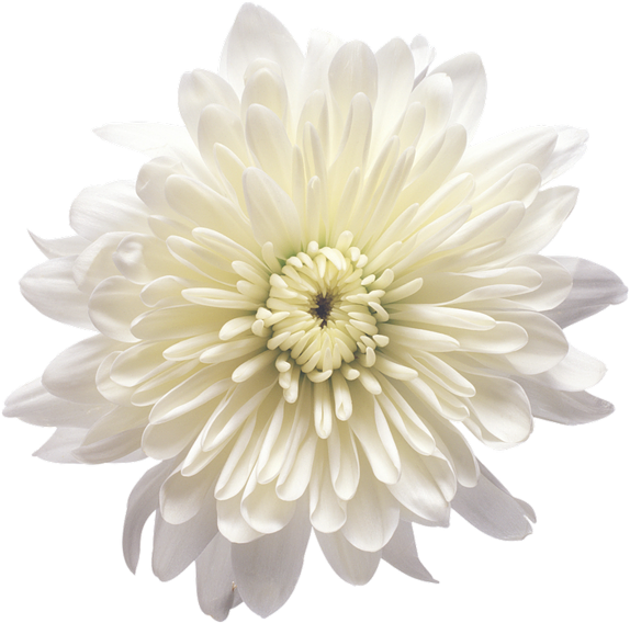 White Chrysanthemum Flower Isolated PNG