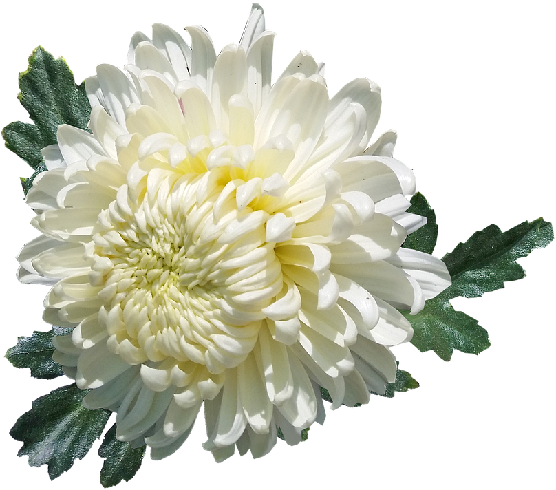 Download White Chrysanthemum Flower Isolated | Wallpapers.com