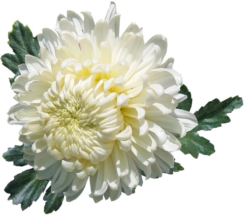 White Chrysanthemum Flower Isolated PNG