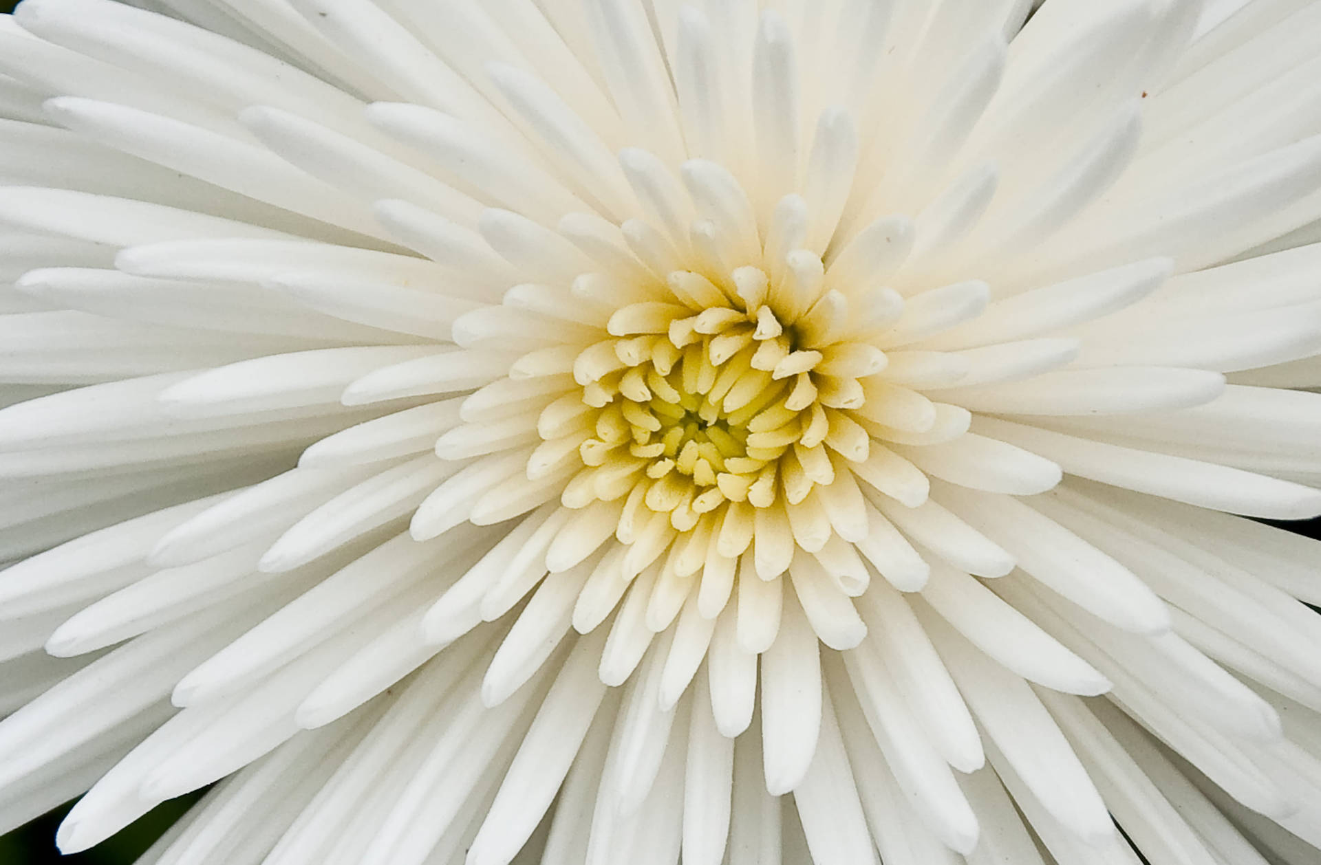 Weißechrysanthemenblüte Im Makroaufnahmemodus Wallpaper