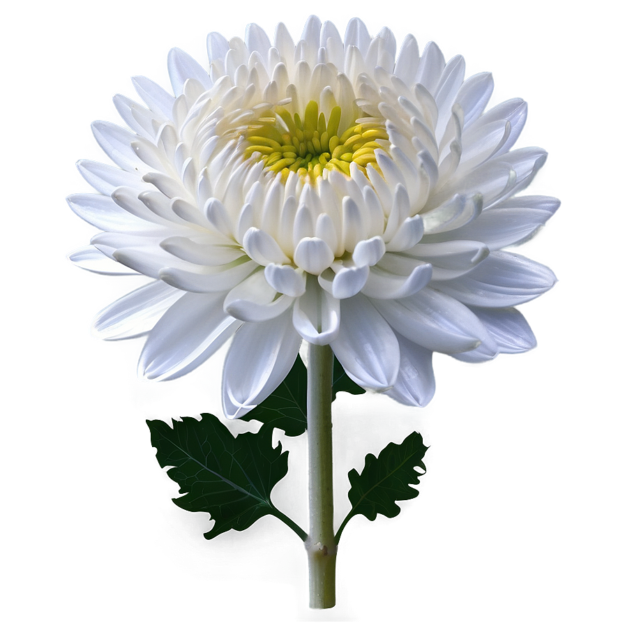 Download White Chrysanthemum Flower Png 51 | Wallpapers.com