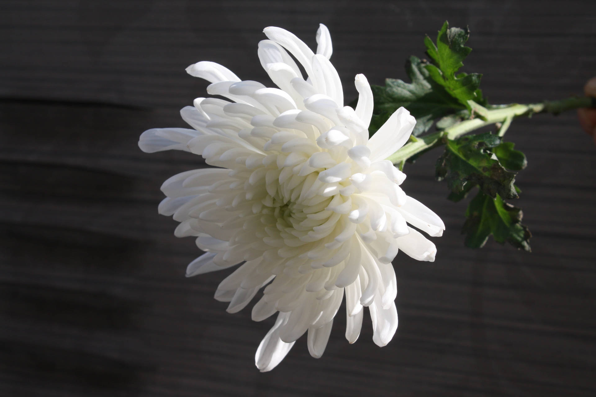 Hvid Chrysanthemum Blomst Wallpaper