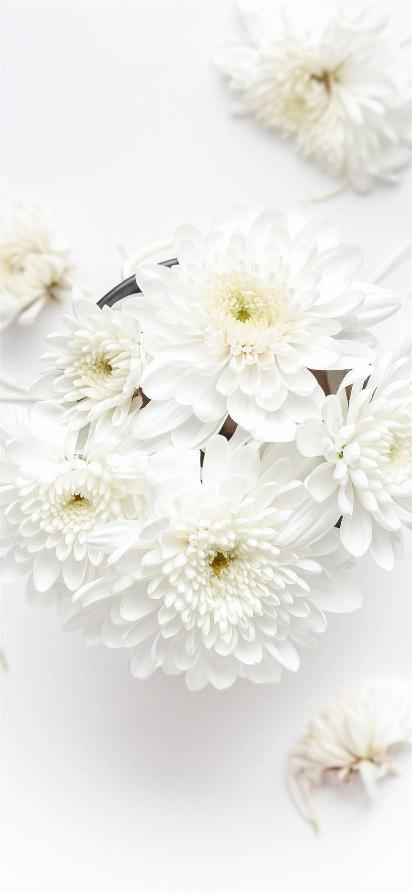 White Chrysanthemum Iphone Wallpaper