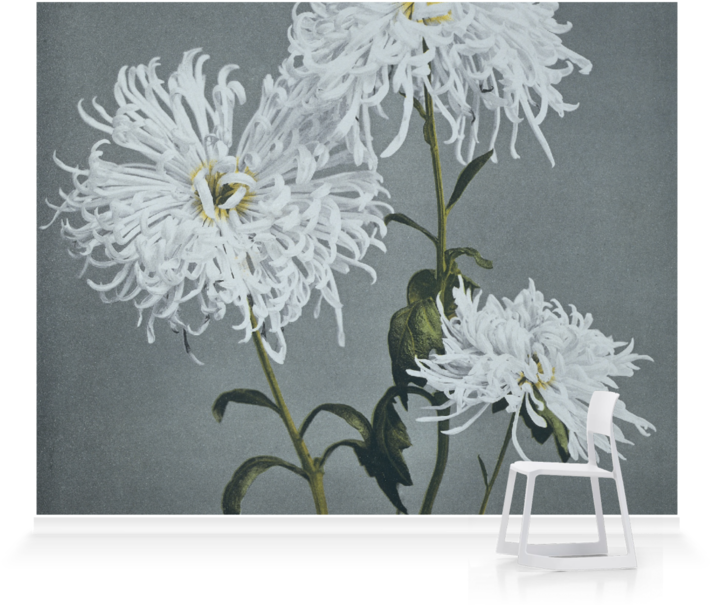 White Chrysanthemums Artistic Display PNG