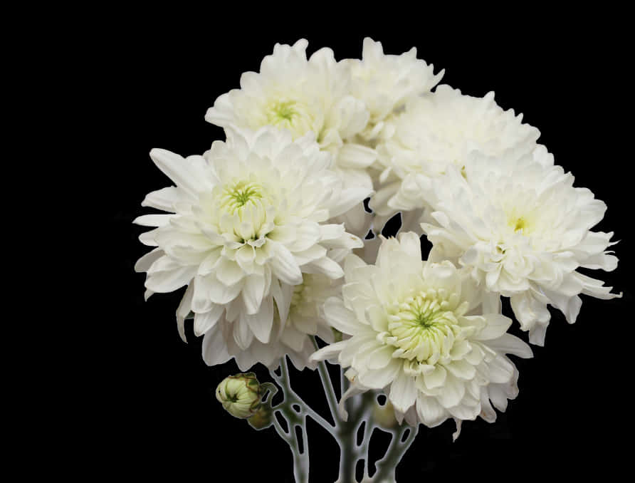 White Chrysanthemums Black Background PNG