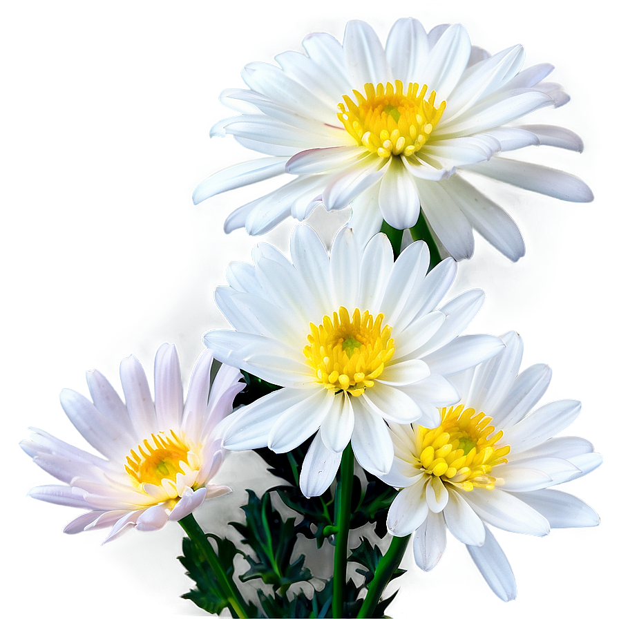 White Chrysanthemums Flowers Png 2 PNG